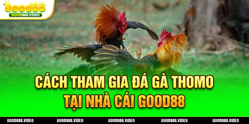 Hướng dẫn chi tiết cách tham gia đá gà online Thomo tại web