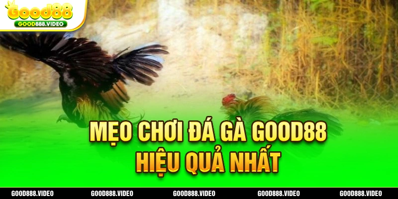 Mẹo chơi đá gà Good88 mang lại hiệu quả tốt nhất