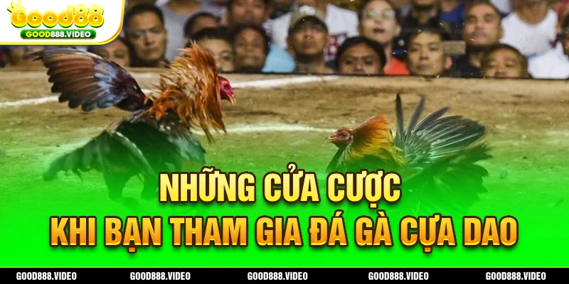 3 cửa cược thường gặp nhất trong chọi gà cựa dao